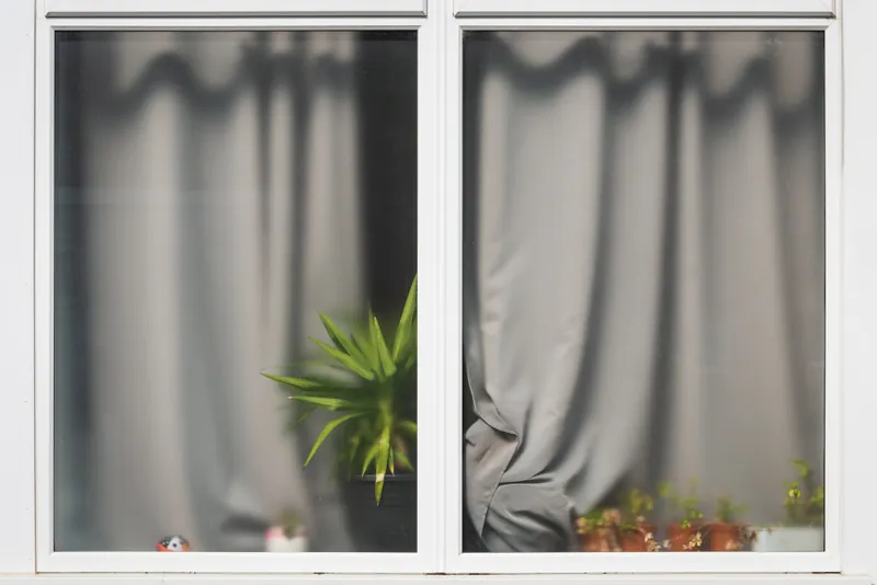 Potted peek, Redruth. 2022.